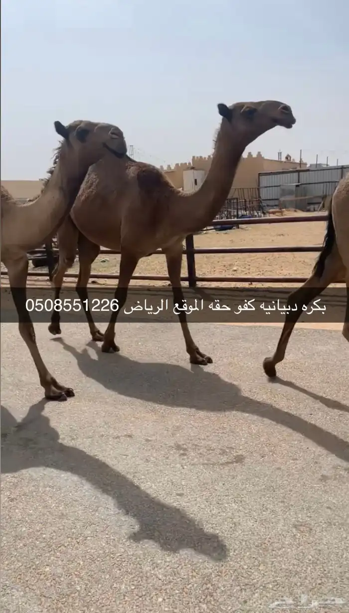 خلفات وضرايب وبكار وقعدان فحول 7