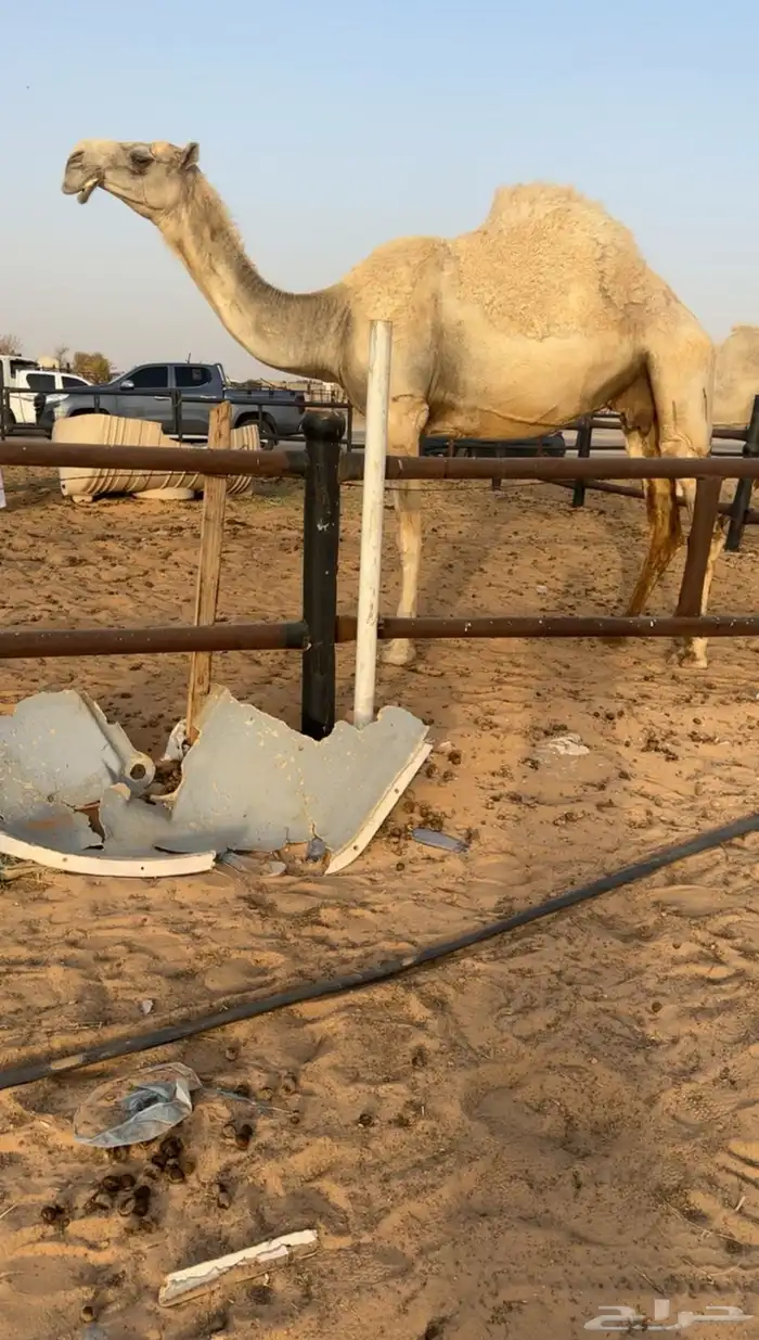 تم البيع 0