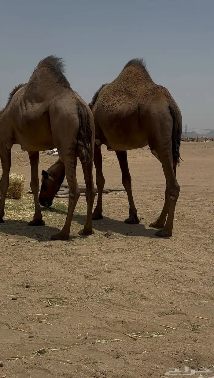 نياق للبيع من6500 1
