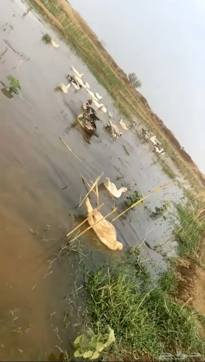 بط للبيع 3