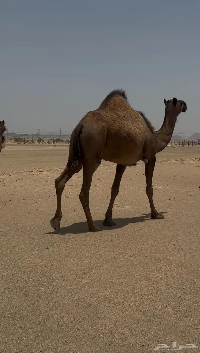 نياق للبيع من6500 5