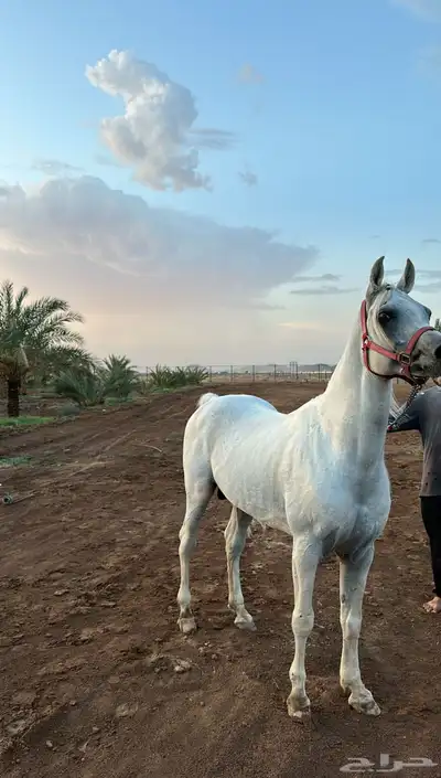 فحل مربط واهو index