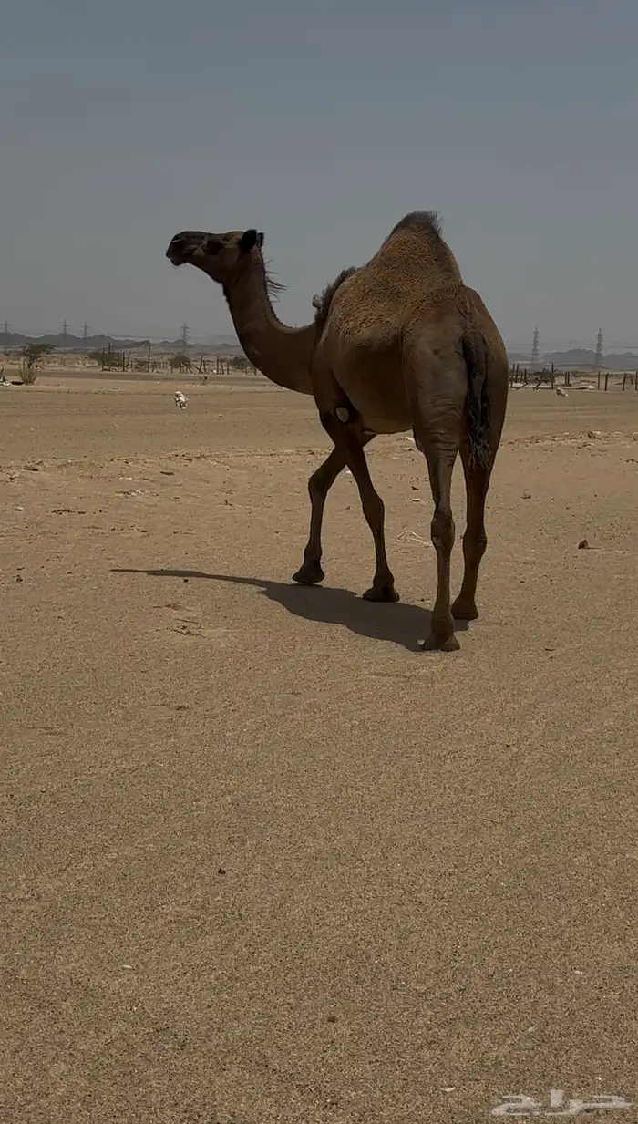 نياق للبيع من6500 6