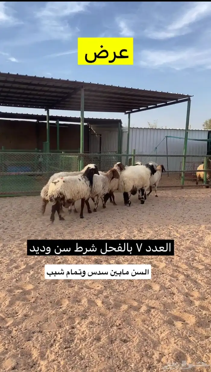 غنم حيل معهن فحلهن 2