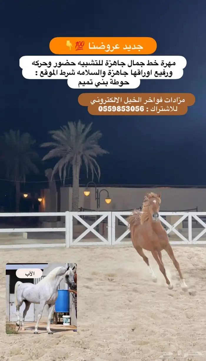 مهرة خط جمال جاهزة للتشبيه 0