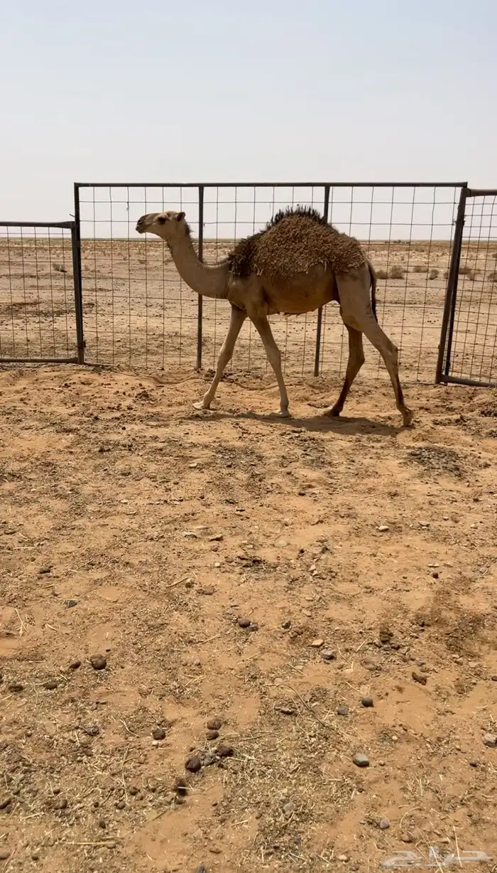 للبيع حشو قعدان عشر طيبه اطيب من التصوير 0