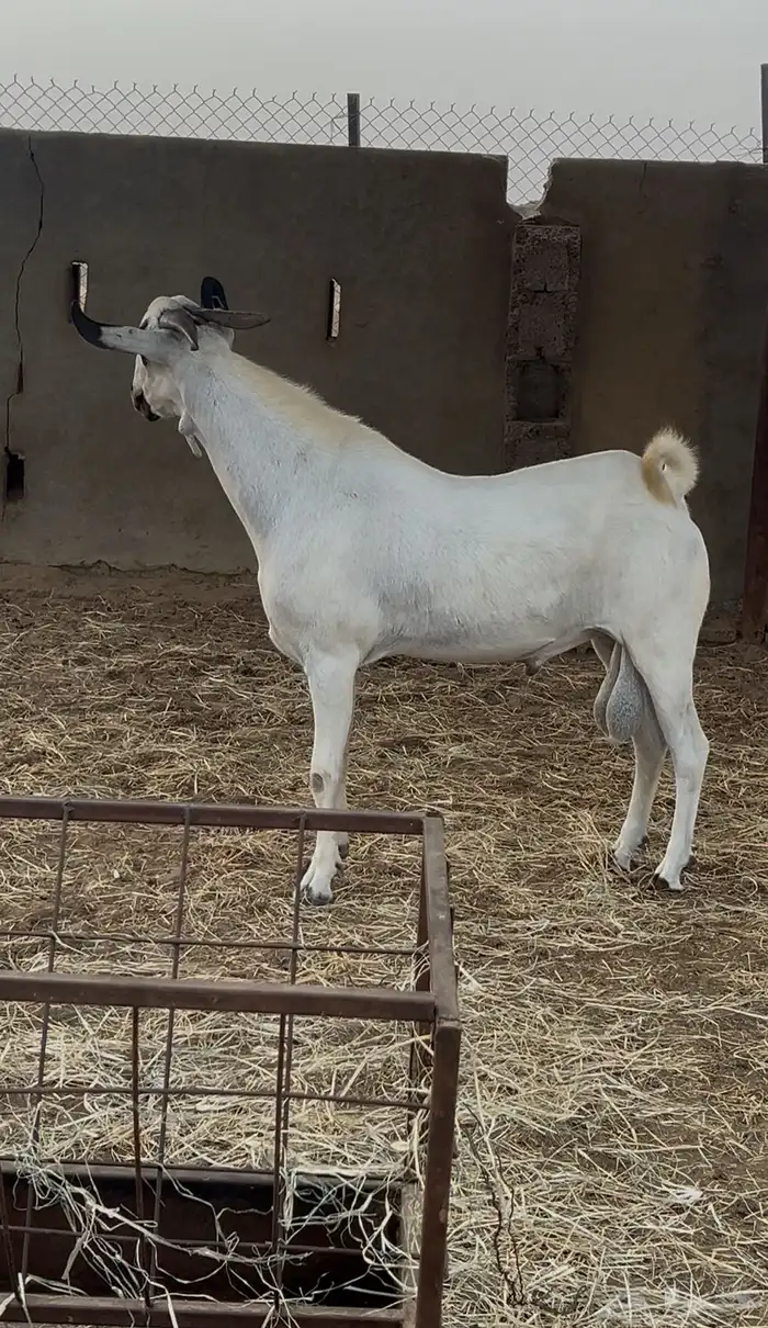 تبس بيشي صنف معرف 3