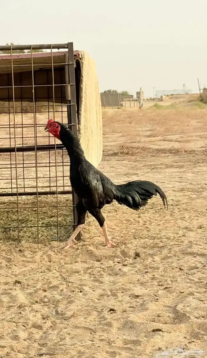 دييك شامو الماني 2