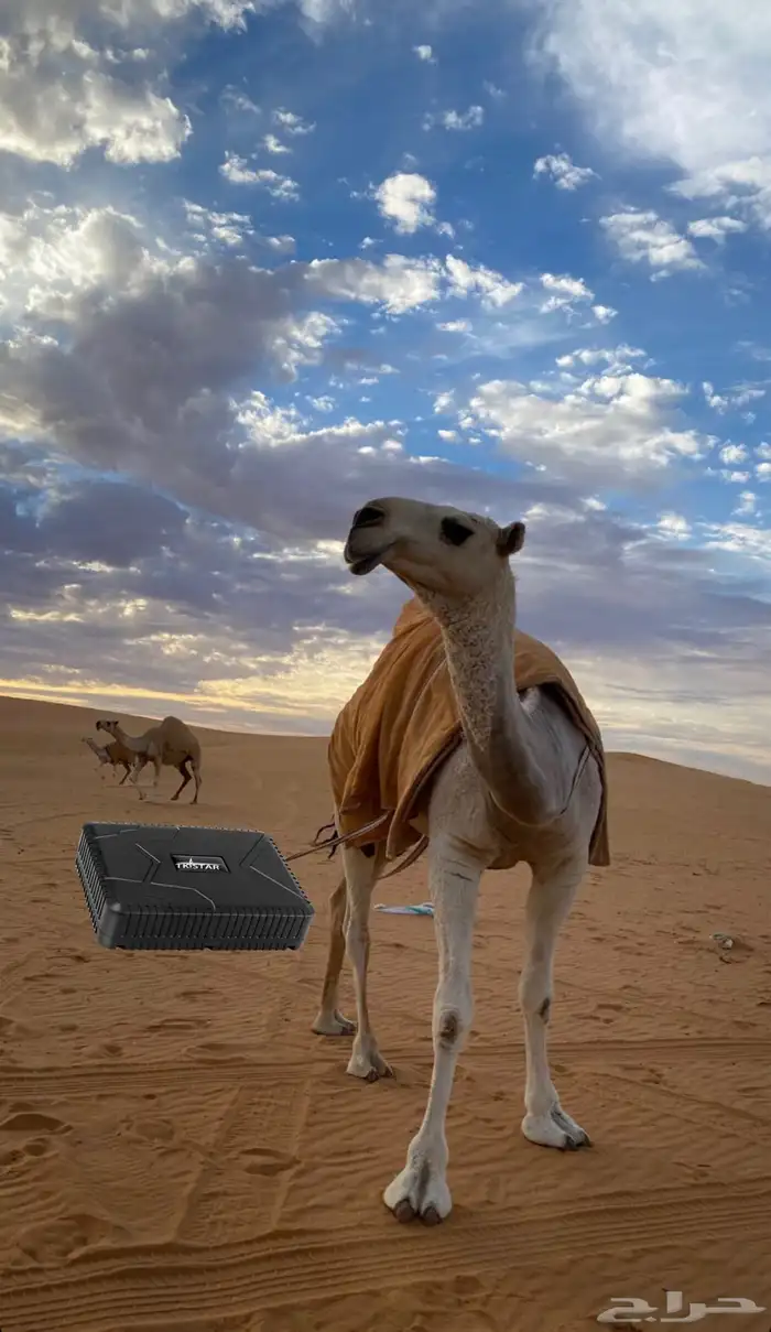 تتبع الابل 3