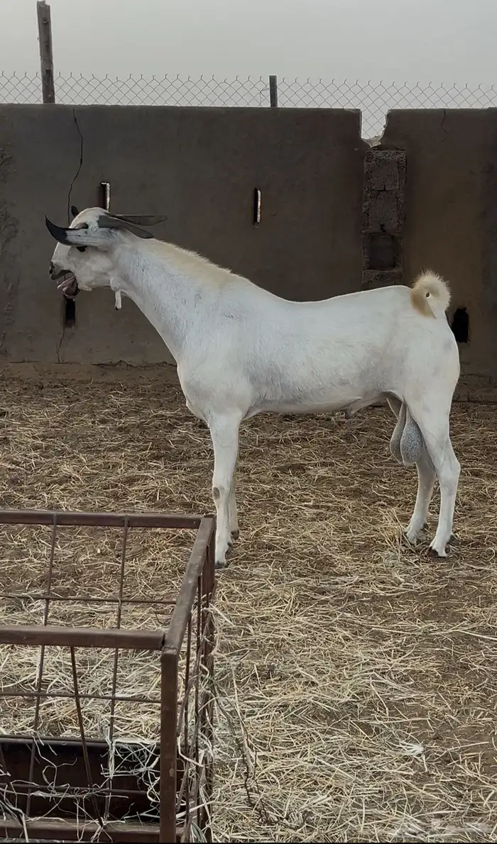 تبس بيشي صنف معرف 0