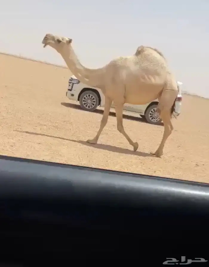 رباع 0