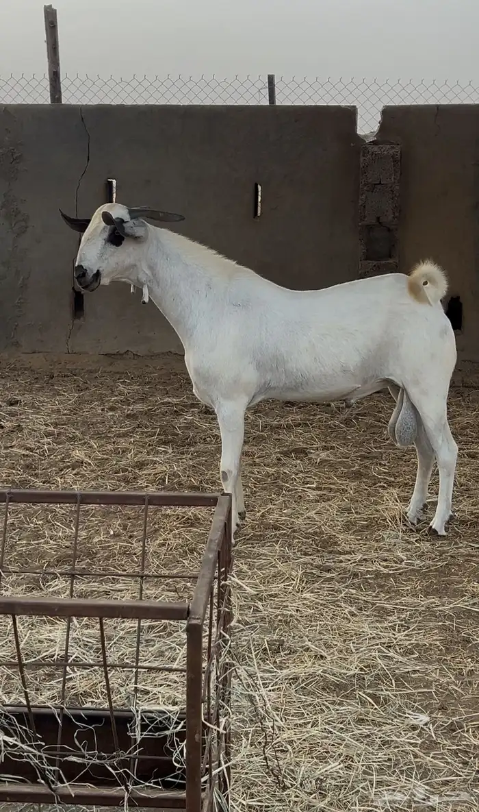 تبس بيشي صنف معرف 1