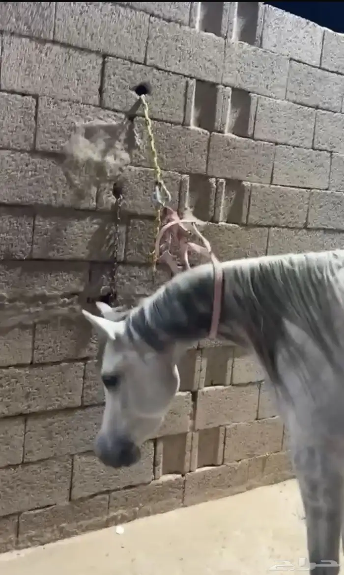 فرس مكس فاخررره 1