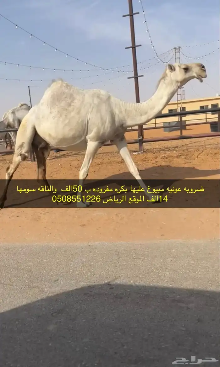 خلفات وضرايب وبكار وقعدان فحول 2