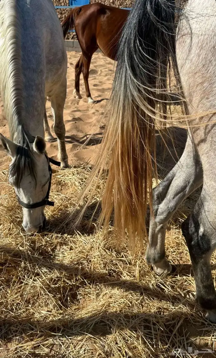 يعلن اسطبل السريح 0