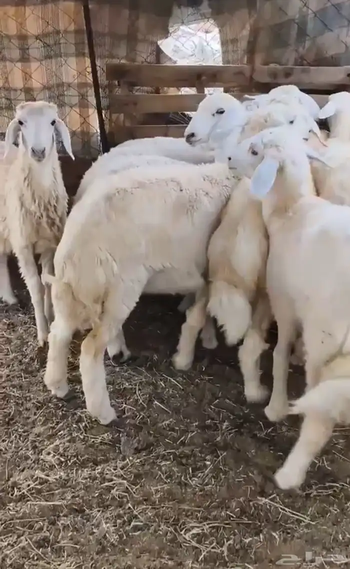 النوع رخال العدد 15 2