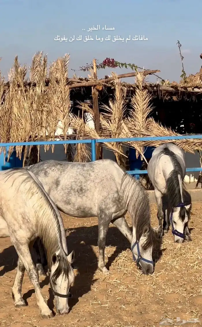يعلن اسطبل السريح 2