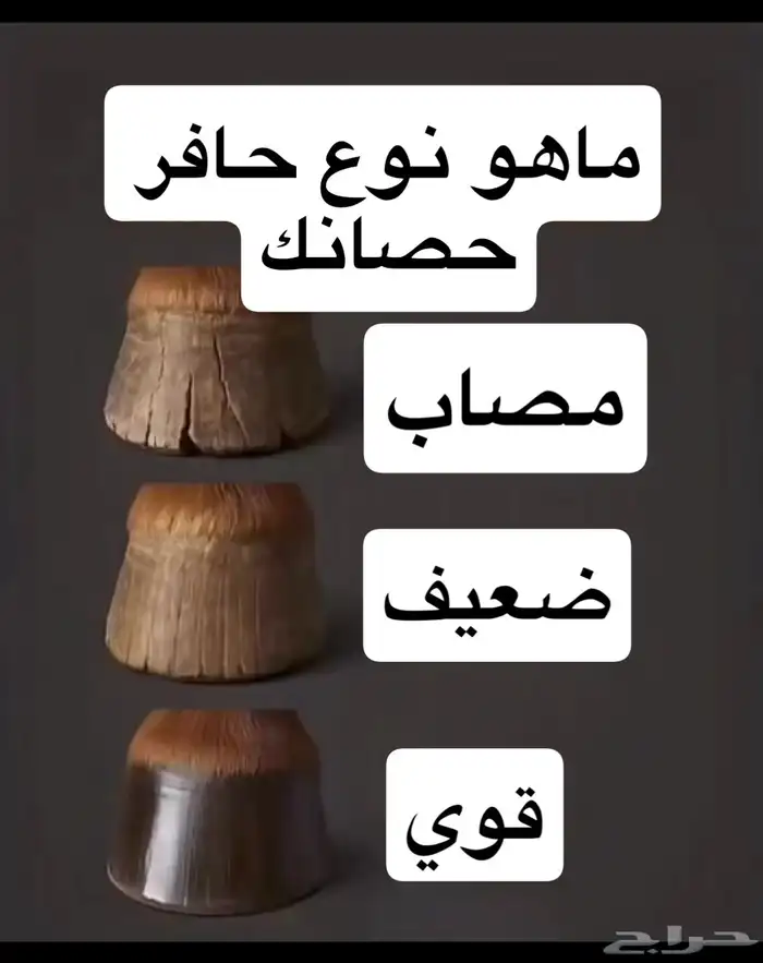 زيت حافر للخيل 1