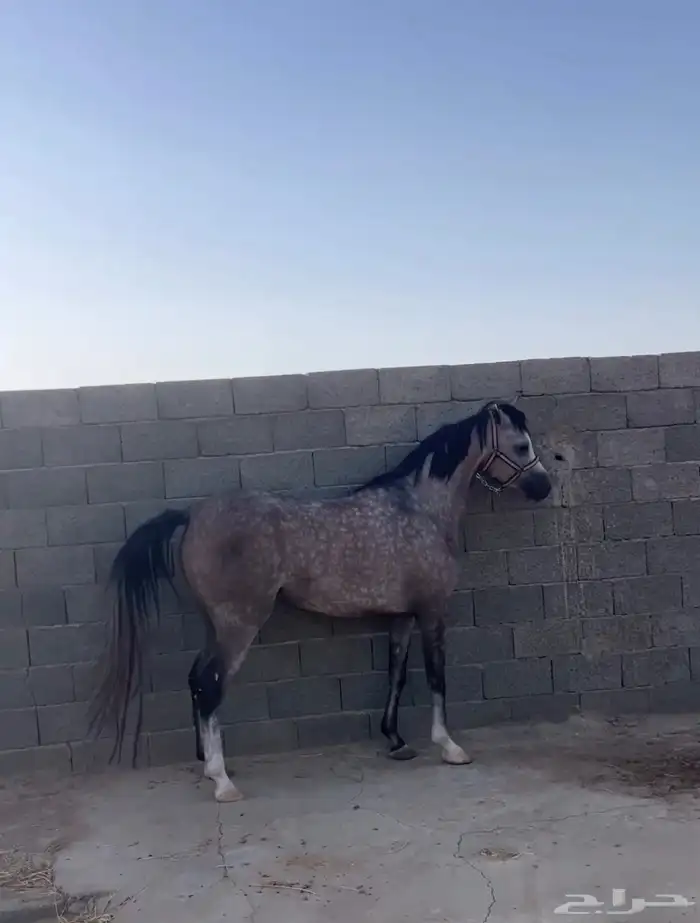 فرس شعبيه شيخه للبيع 3