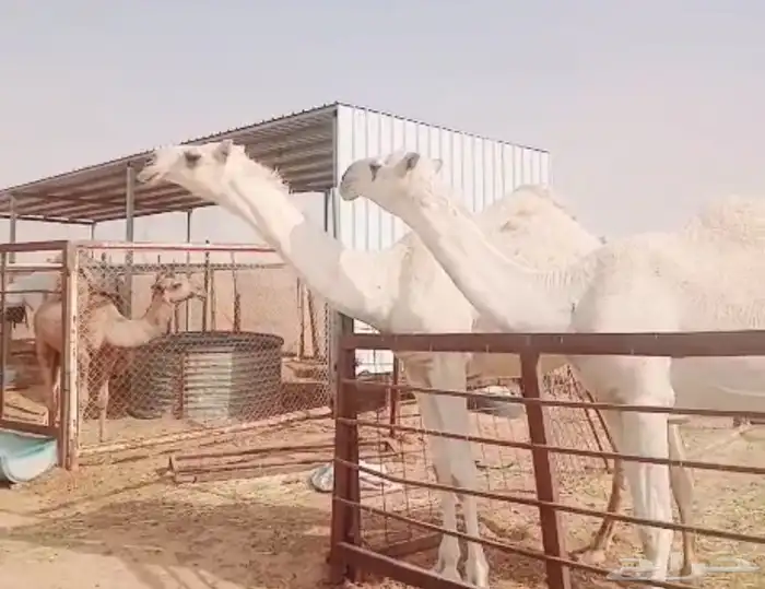 بكار مزاين وضح حقايق باتليات 0