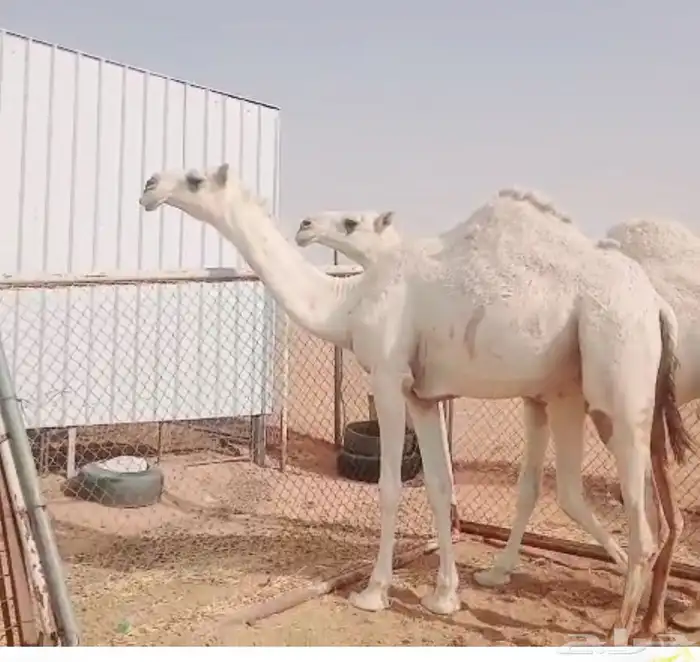 بكار مزاين وضح حقايق باتليات 1