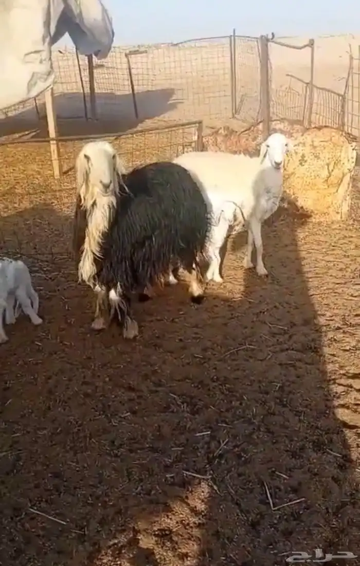 خلفات ثنيه وجذعه نجديه وحريه 3