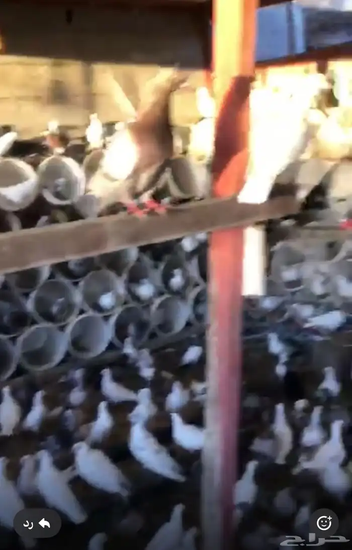 حمام مشكل فرنسي مع بلدي 1