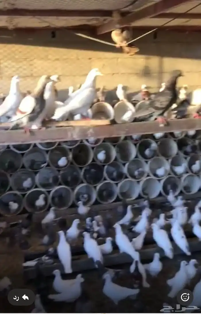 حمام مشكل فرنسي مع بلدي 2