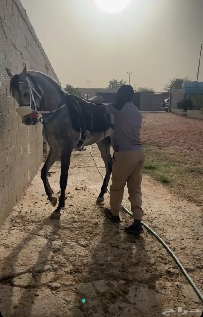 مهر سبوق 2