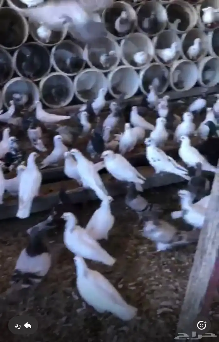 حمام مشكل فرنسي مع بلدي 0