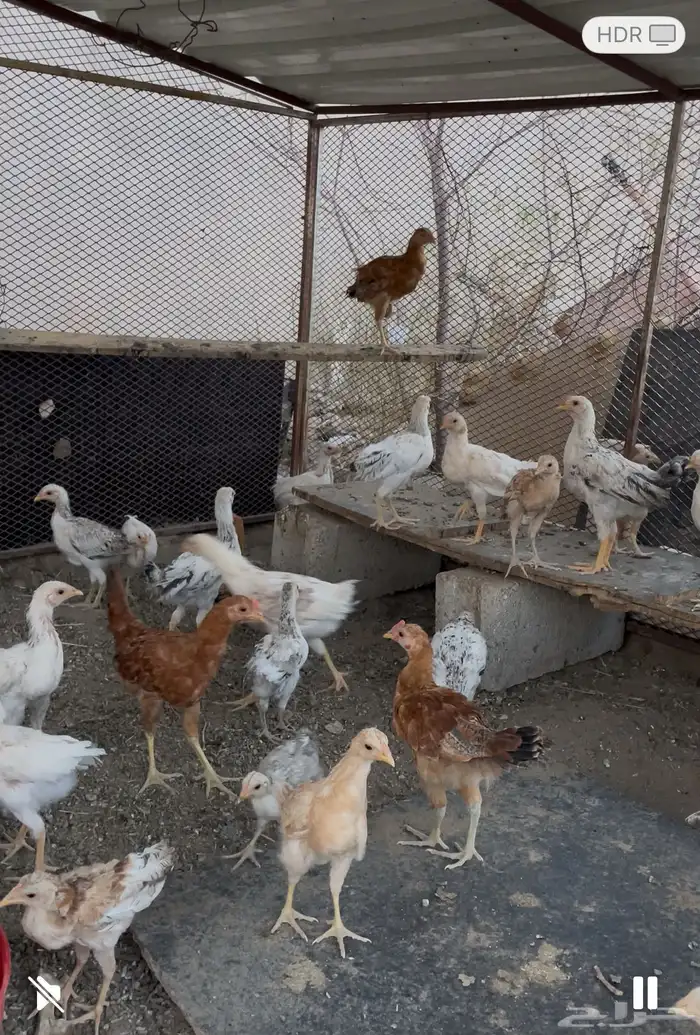 خيبر الجنوب 0