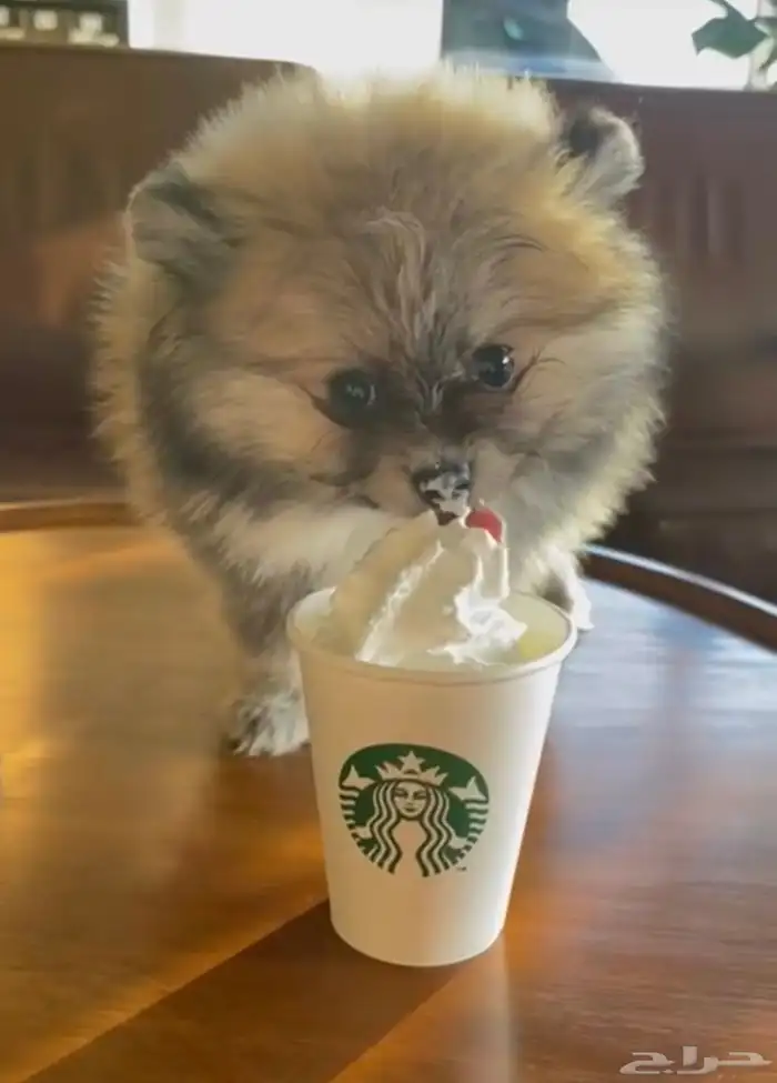 DOG 0