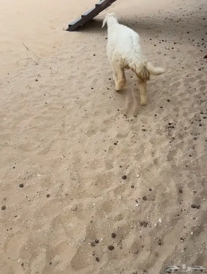 ذبايح للبيع فاخره عرب وحري 0