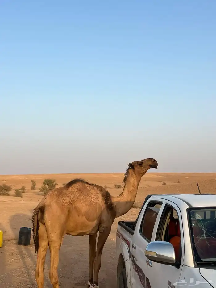 قعود اصفر كفو على جميع الشروط تواصل واتس 0
