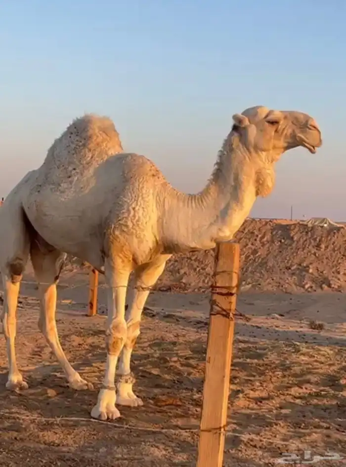 بعير اوضح برده على ساس طيب وموثق سنه ثني 2