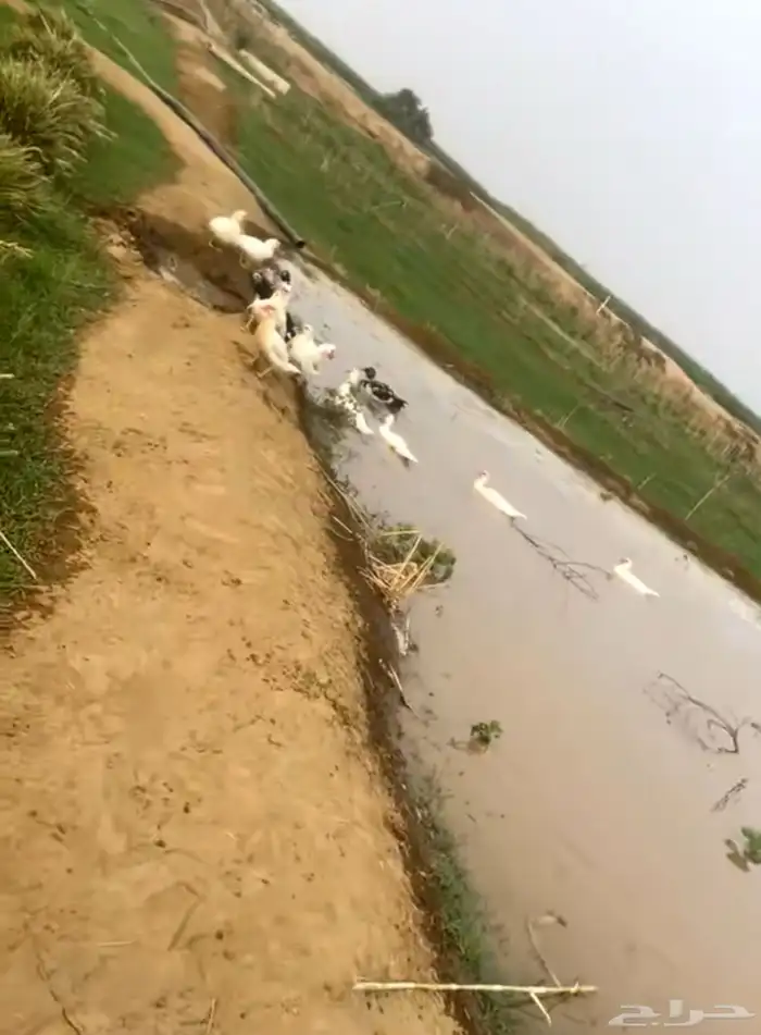 بط للبيع 1