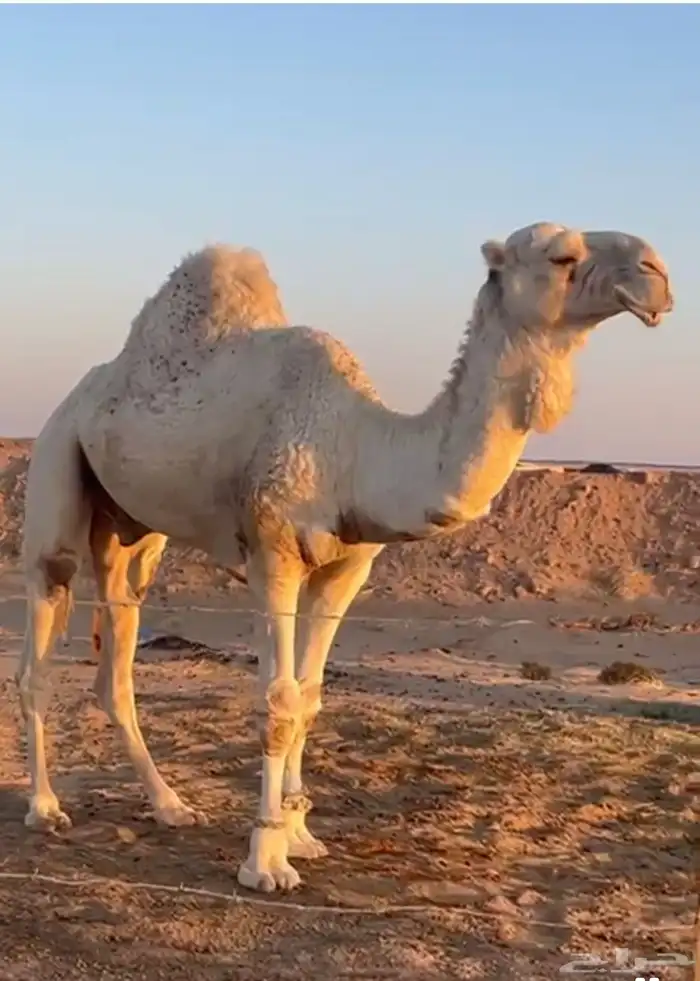 بعير اوضح برده على ساس طيب وموثق سنه ثني 1