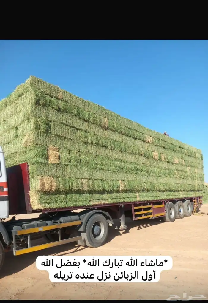 برسيم صافي 0