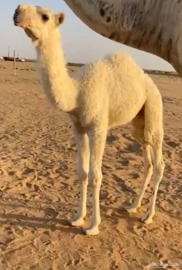 بعير اوضح برده على ساس طيب وموثق سنه ثني 3