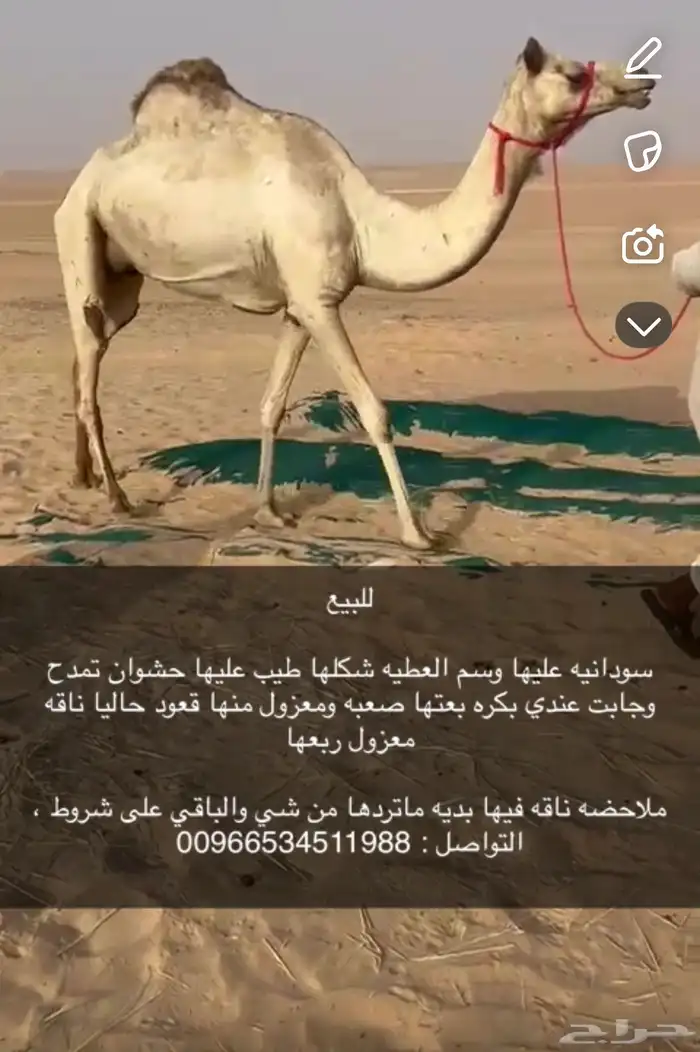 للبيع ذلول سودانيه طيبه   ضروبه 0