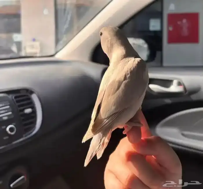 بغبغاء روز 4