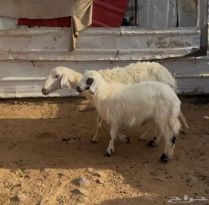 نجعه صفراء متبع للبيع 0