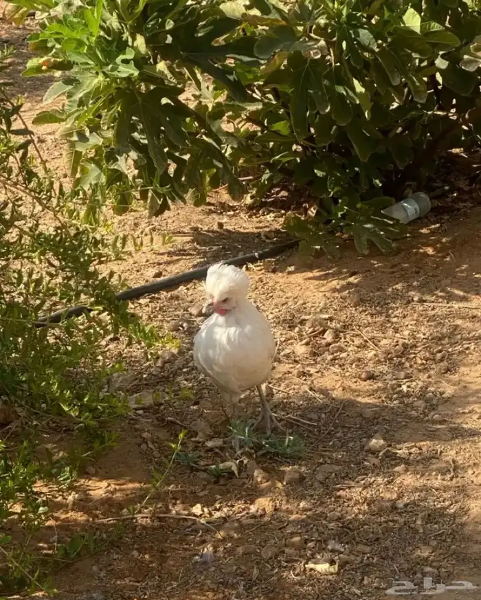 جوز دجاج بولش 4