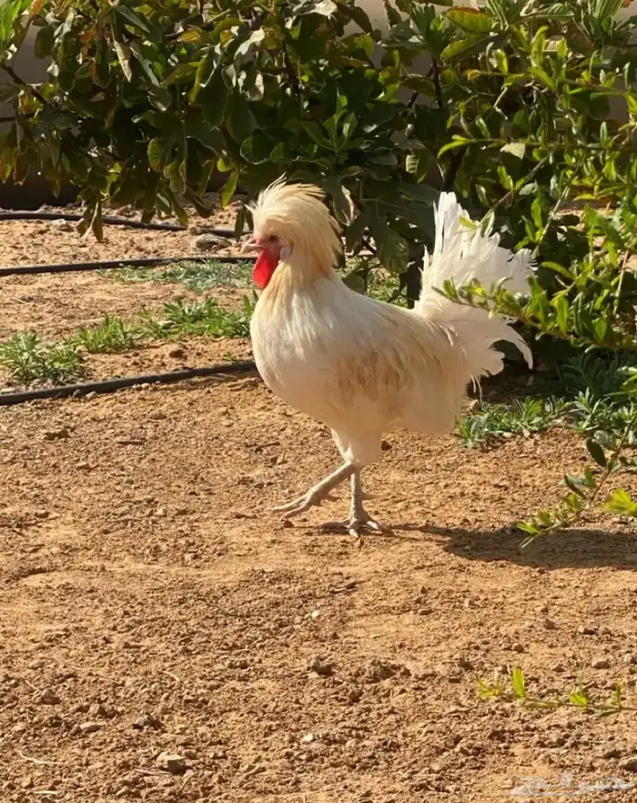 جوز دجاج بولش 0