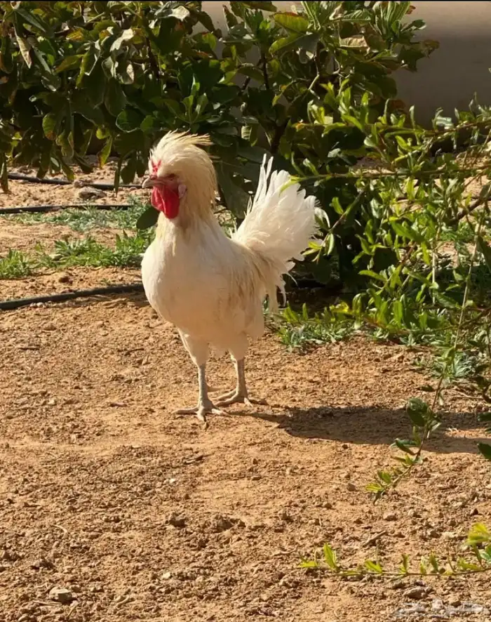 جوز دجاج بولش 1