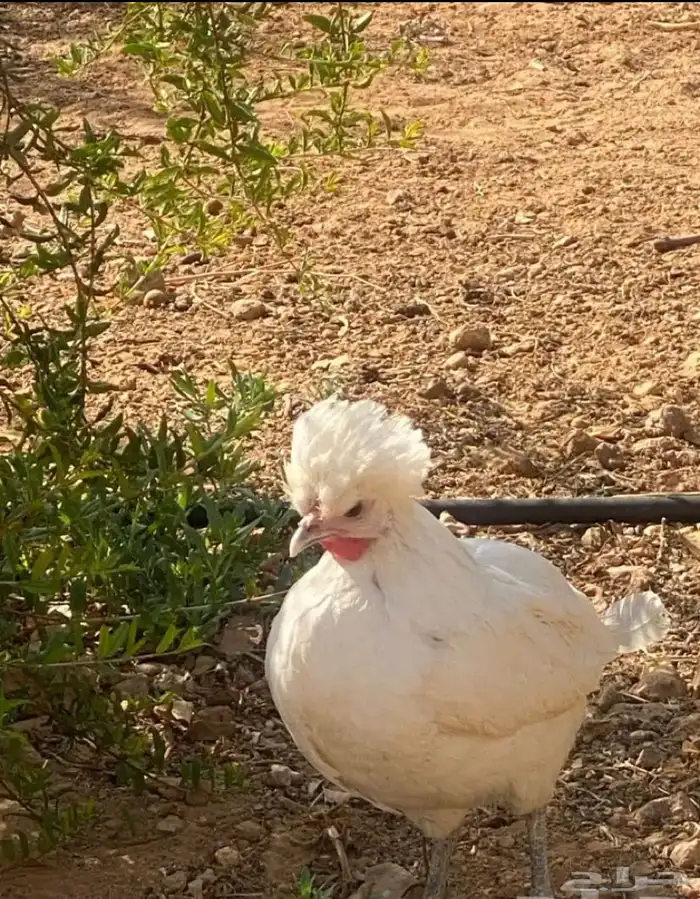جوز دجاج بولش 3