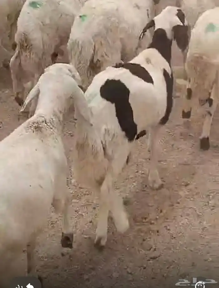 سوكان حمري 4