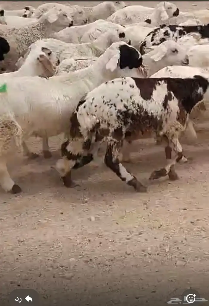سوكان حمري 1