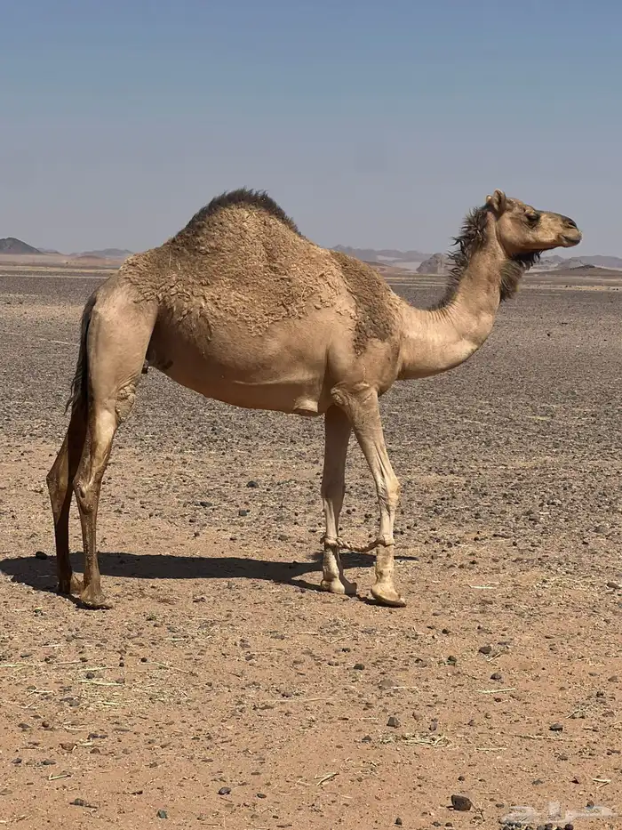 لقحه هجن 2