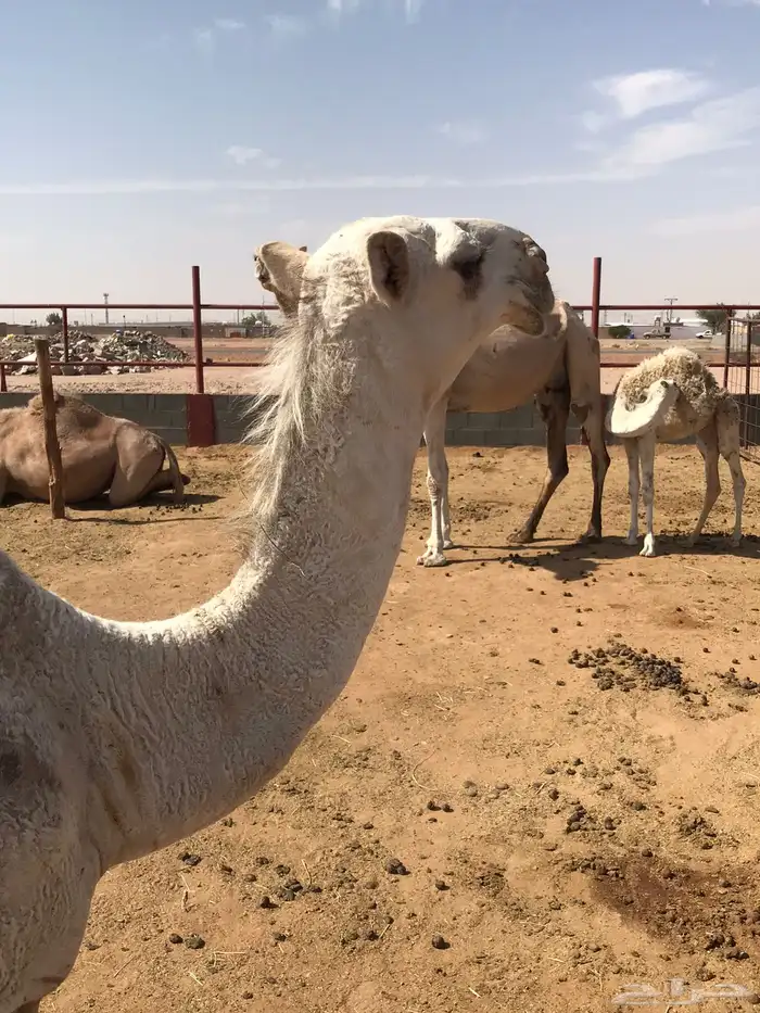 حواره باتلية شقحاء 0